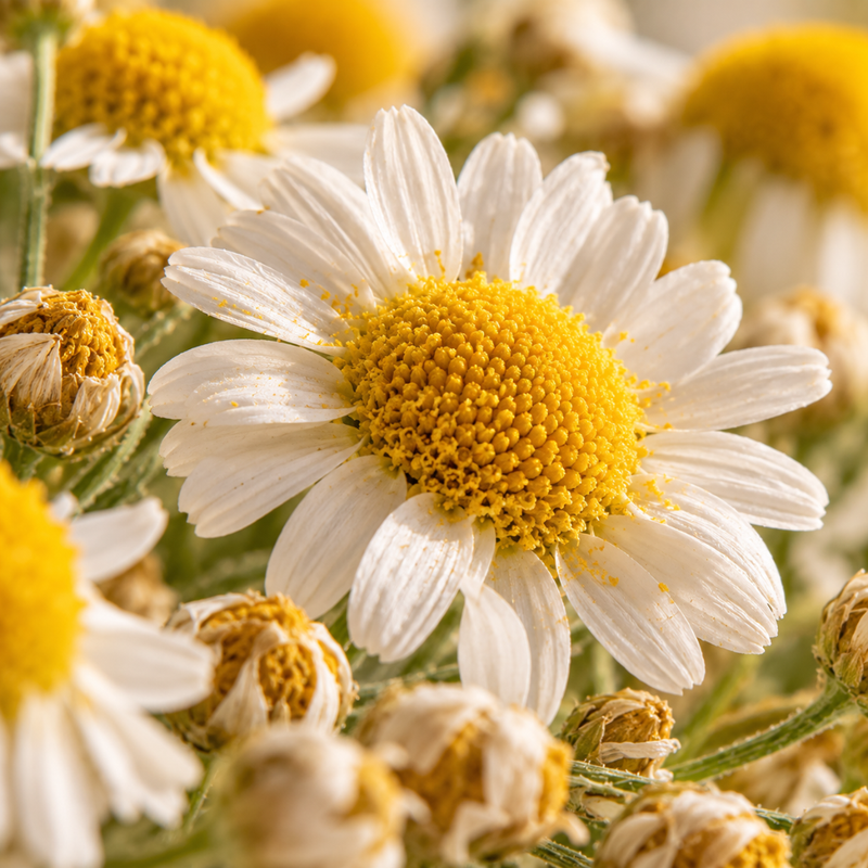 Chamomile